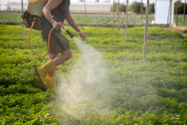 Best Flea Control Services  in Groves, TX