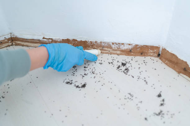 Best Ant Control Services  in Groves, TX